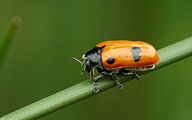 Leaf Beetle (Clytra quadripunctata)